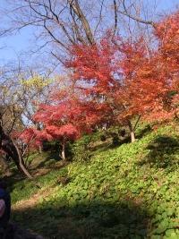 画像を等倍で表示します 画像