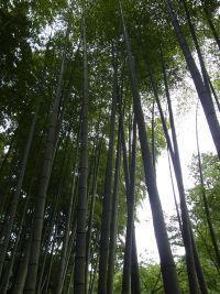 画像を等倍で表示します 画像